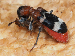 Thanasimus formicarius