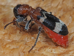 Thanasimus formicarius
