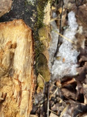 Steccherinum ochraceum