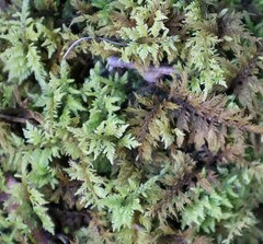 Thuidium