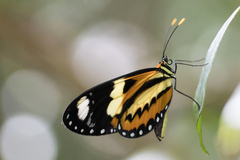 Heliconius ethilla