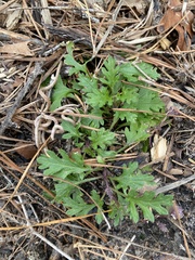 Glandularia canadensis
