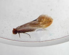 Tinea semifulvella