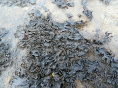 Lathagrium fuscovirens