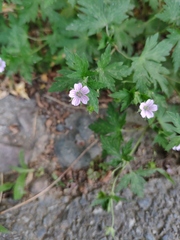 Geranium wilfordii