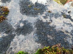 Lathagrium fuscovirens