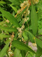 Cuscuta australis