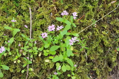 Plectritis congesta