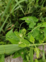 Actinostemma tenerum