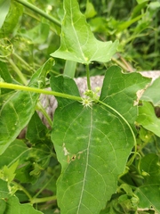 Actinostemma tenerum