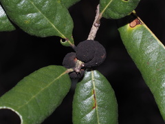 Disholcaspis quercusvirens