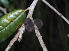 Disholcaspis quercusvirens