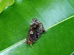 Arhopala abseus