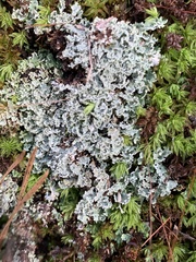 Cladonia caespiticia