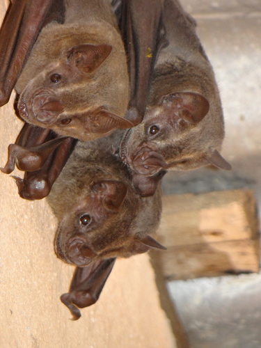 Flat-faced Fruit-eating Bat
