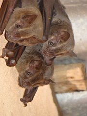 Flat-Faced Fruit-Eating Bat photo 1