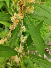 Cuscuta australis