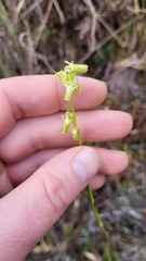 Halenia aquilegiella