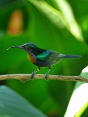 Leptocoma calcostetha