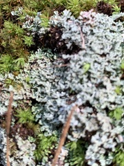 Cladonia caespiticia