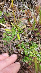Halenia aquilegiella
