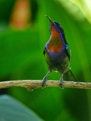 Leptocoma calcostetha