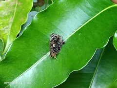 Arhopala abseus
