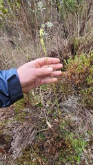Halenia aquilegiella