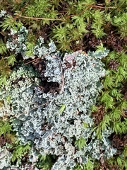 Cladonia caespiticia