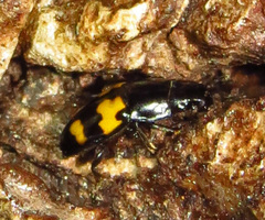 Glischrochilus fasciatus