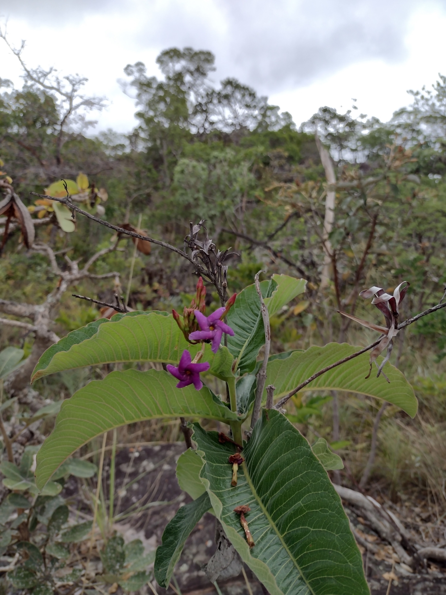 Mandevilla pycnantha