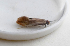 Tinea semifulvella