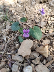 Viola tenuicornis