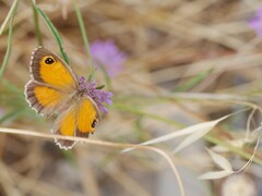 Pyronia cecilia