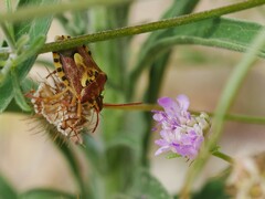 Codophila varia