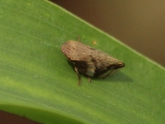 Clovia