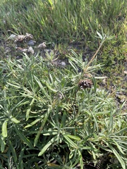 Eriogonum arborescens