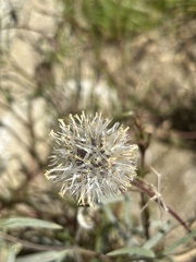 Chaenactis fremontii