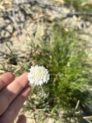 Chaenactis fremontii