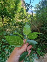 Ficus sur