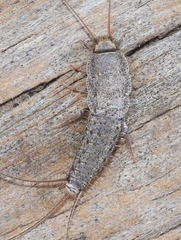 Ctenolepisma almeriensis