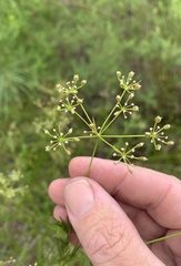 Platysace linearifolia