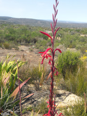 Watsonia vanderspuyae