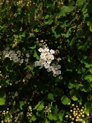 Spiraea trilobata