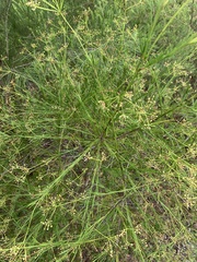 Platysace linearifolia