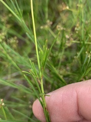 Platysace linearifolia