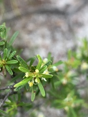 Pseudanthus orientalis