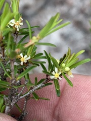 Pseudanthus orientalis