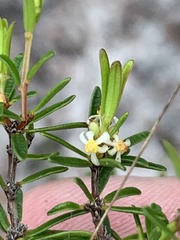 Pseudanthus orientalis