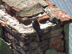 Falco sparverius